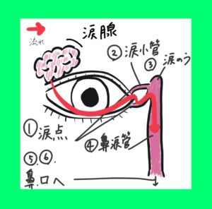 図1 点眼薬の流れ
